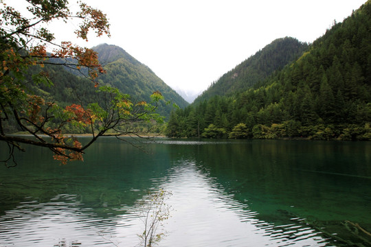 九寨沟 九寨 景观 自然 植物