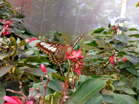 蝴蝶 花蝴蝶 野花 传播花粉