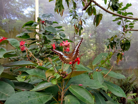 蝴蝶 花蝴蝶 野花 传播花粉