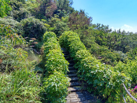 爬山虎 植物桥 植物墙