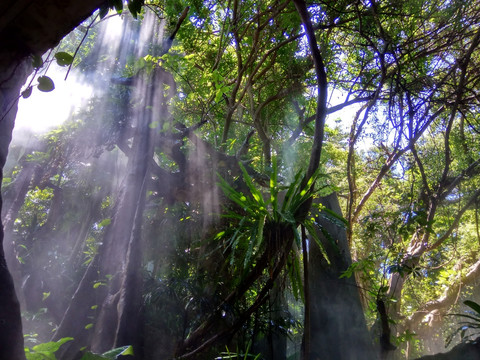 热带森林 热带雨林 光线光影