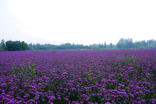 马鞭草花海