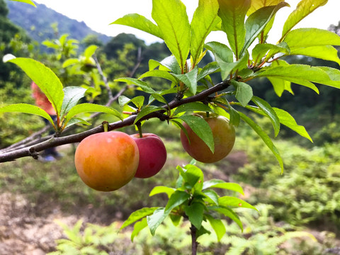 野生三华李 野生李子