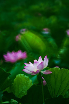 梦幻荷花 花仙子