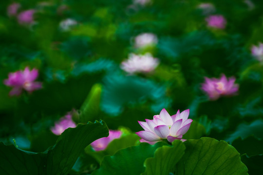 梦幻荷花 花仙子