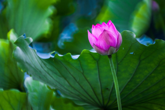 梦幻荷花 花仙子