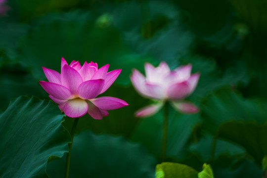 梦幻荷花 花仙子