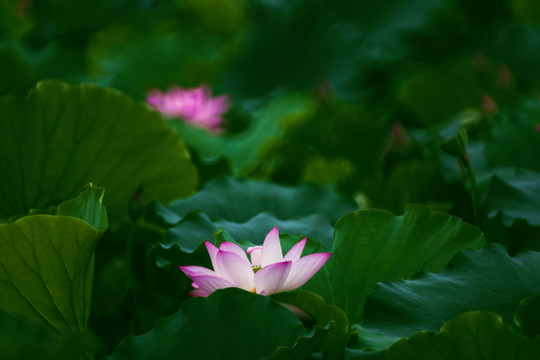 梦幻荷花 花仙子