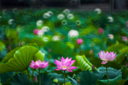 梦幻荷花 花仙子