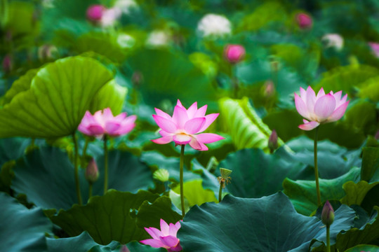 梦幻荷花 花仙子