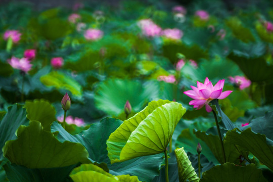 梦幻荷花 花仙子