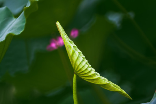 梦幻荷叶