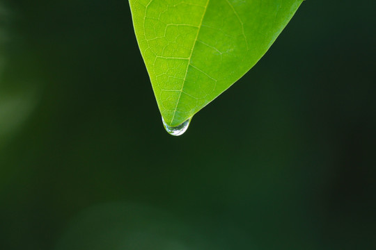 露珠 绿叶露珠 叶尖露珠