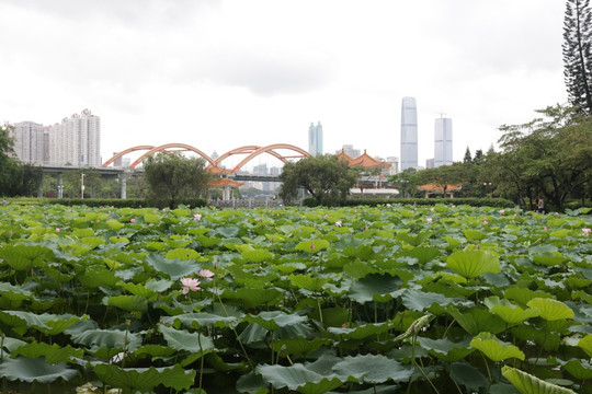 深圳彩虹桥