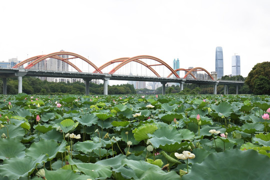 深圳洪湖公园