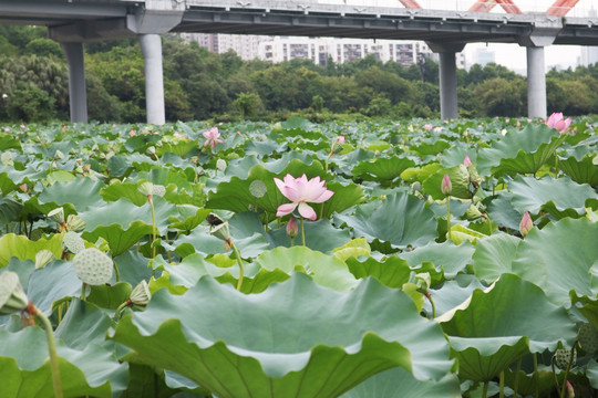 荷花