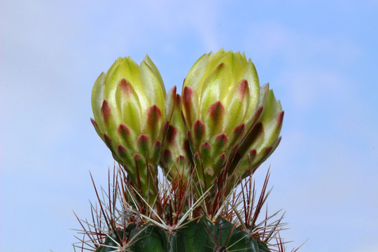 仙人球花苞