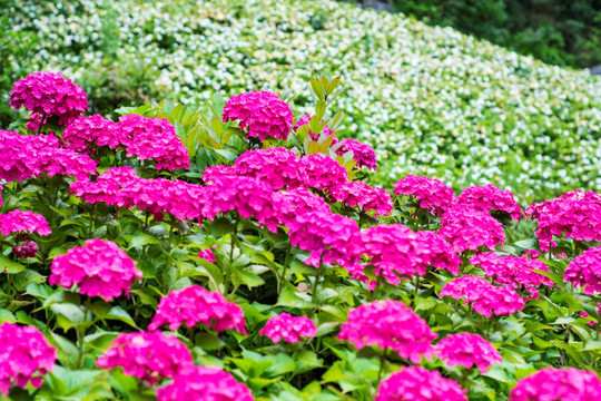 八仙花 栀子花