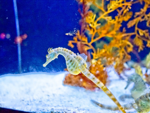 海马素材 海洋馆