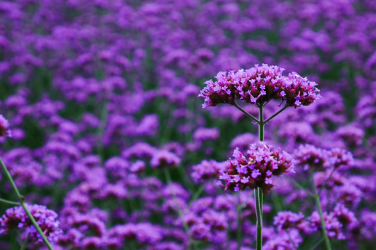 馬鞭草花