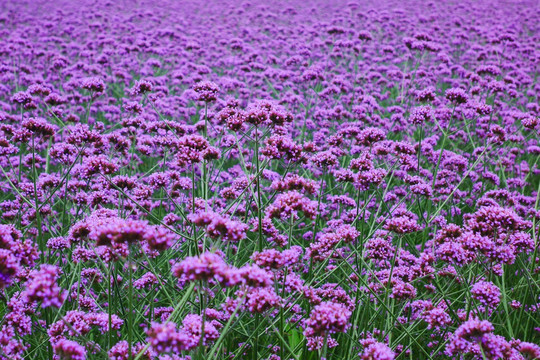 马鞭草花