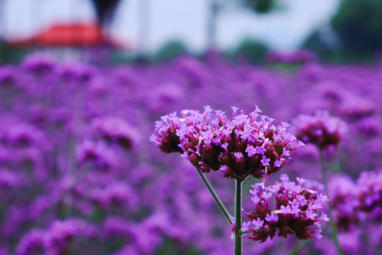 马鞭草花