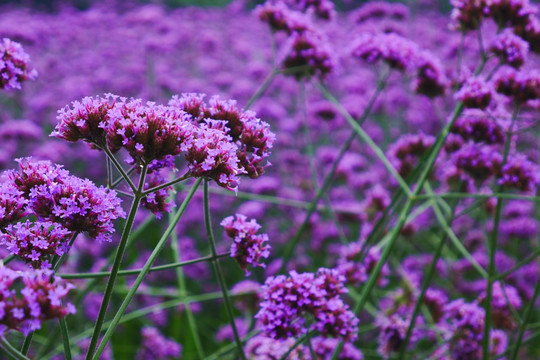 马鞭草花