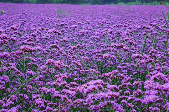 马鞭草花