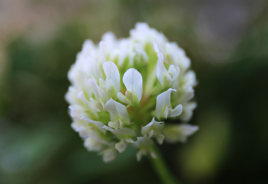 白三叶花朵微距特写