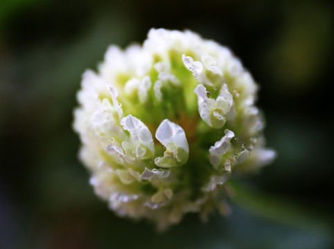 白三叶花朵露珠微距特写