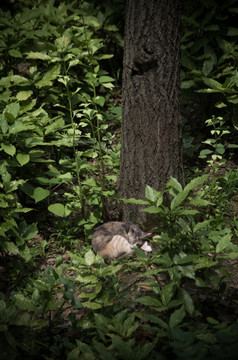 树下睡觉的猫