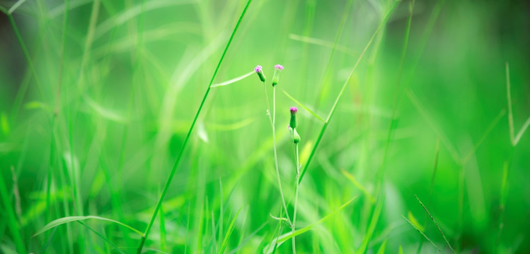 青青小草