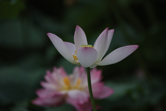 梦幻荷花