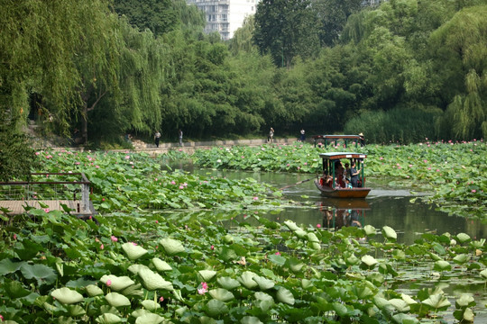 梦幻荷花