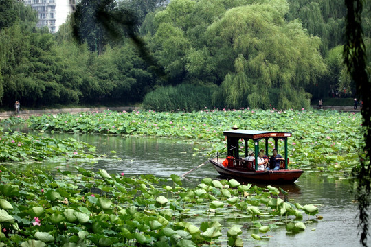 梦幻荷花