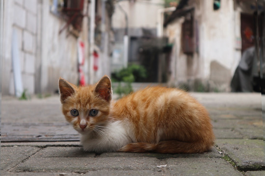 胡同口的小猫