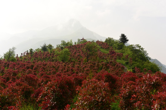 鸡心岭