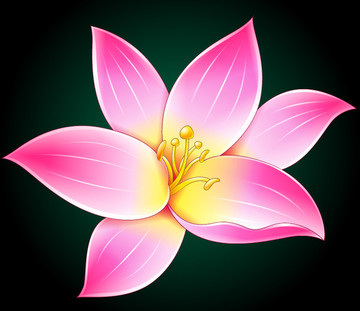 一朵美麗的百合花