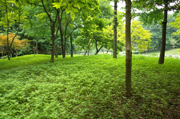 公园植被 树林