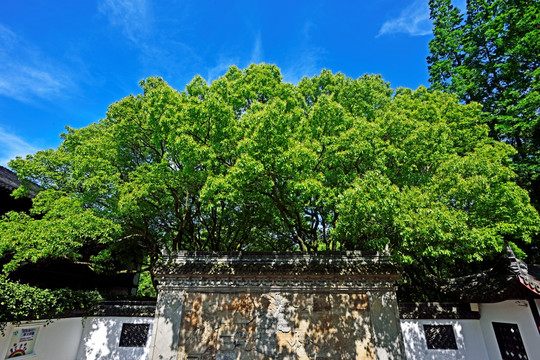 醉白池 上海 上海醉白池