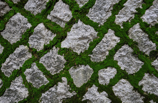 石头墙苔藓