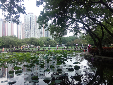 荷塘湖景