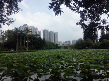 荷 塘美景