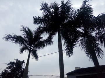 椰树天空