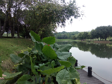 河畔风景