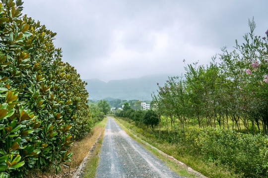 苗圃石子路