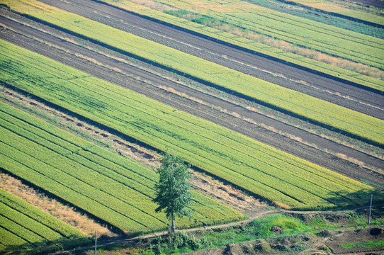 俯拍麦田