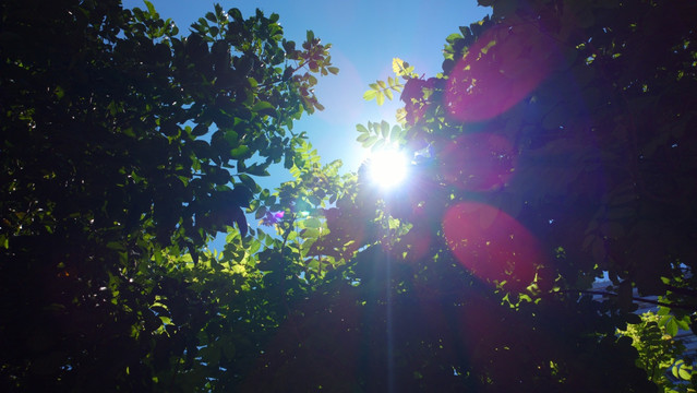 夏日枝叶