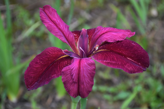 鸢尾花