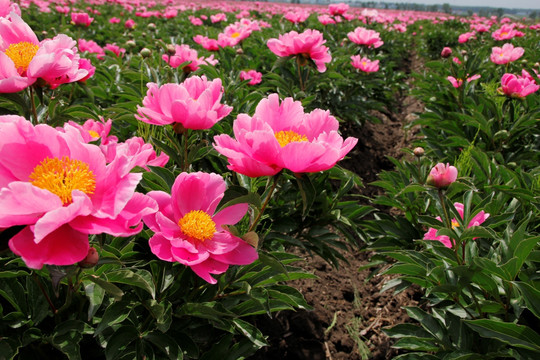 花海 大芍药花 药材 红芍药